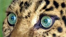 Leoparden sehen besonders gut, auch in der Dunkelheit. Ihre Augen können das Licht extrem verstärken | Bild: picture-alliance/dpa