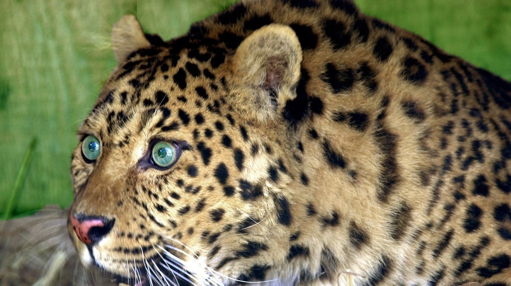 Leoparden sehen besonders gut, auch in der Dunkelheit. Ihre Augen können das Licht extrem verstärken | Bild: picture-alliance/dpa