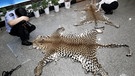 Das schöne Fell des Leoparden ist so begehrt, dass selbst heute noch immer wieder verbotener Handel damit getrieben wird. Hier hat der chinesische Zoll im Februar 2012 zwei Felle entdeckt. | Bild: picture-alliance/dpa