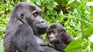 Östlicher Flachlandgorilla im Kongo | Bild: picture-alliance/dpa