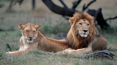 Afrikanische Löwen: Löwenpaar in Kenia. Der Löwe ist in einigen Regionen Afrikas vom Aussterben bedroht. Insgesamt gilt das Überleben der Tierart als gefährdet. Auch der Löwe steht, wie Elefanten, Giraffen und Nahörner, auf der internationalen Roten Liste. | Bild: picture-alliance/dpa