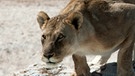 Afrikanische Löwen: Junge Löwen an einem Wasserloch in Namibia. Der Löwe ist in einigen Regionen Afrikas vom Aussterben bedroht. Insgesamt gilt das Überleben der Tierart als gefährdet. Auch der Löwe steht, wie Elefanten, Giraffen und Nahörner, auf der internationalen Roten Liste. | Bild: picture-alliance/dpa