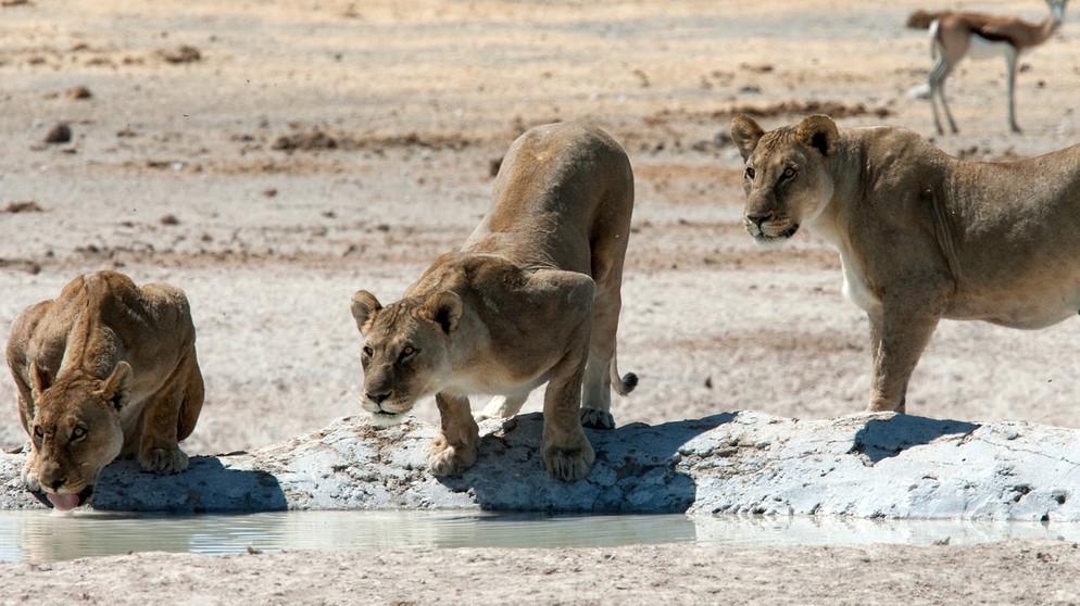 Afrikanische Löwen: Junge Löwen an einem Wasserloch in Namibia. Der Löwe ist in einigen Regionen Afrikas vom Aussterben bedroht. Insgesamt gilt das Überleben der Tierart als gefährdet. Auch der Löwe steht, wie Elefanten, Giraffen und Nahörner, auf der internationalen Roten Liste. | Bild: picture-alliance/dpa