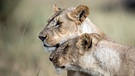 Afrikanische Löwenweibchen reiben ihre Köpfe aneinander. Der Löwe ist in einigen Regionen Afrikas vom Aussterben bedroht. Insgesamt gilt das Überleben der Tierart als gefährdet. Auch der Löwe steht, wie Elefanten, Giraffen und Nahörner, auf der internationalen Roten Liste. | Bild: picture-alliance/dpa