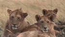 Siesta eines afrikanischen Löwenrudels in Kenia unter einem Baum. Der Löwe ist in einigen Regionen Afrikas vom Aussterben bedroht. Insgesamt gilt das Überleben der Tierart als gefährdet. Auch der Löwe steht, wie Elefanten, Giraffen und Nahörner, auf der internationalen Roten Liste. | Bild: picture-alliance/dpa