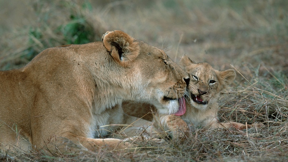 Löwenweibchen mit ihrem Jungen in einem kenianischen Nationalpark. Der Löwe ist in einigen Regionen Afrikas vom Aussterben bedroht. Insgesamt gilt das Überleben der Tierart als gefährdet. Auch der Löwe steht, wie Elefanten, Giraffen und Nahörner, auf der internationalen Roten Liste. | Bild: picture-alliance/dpa