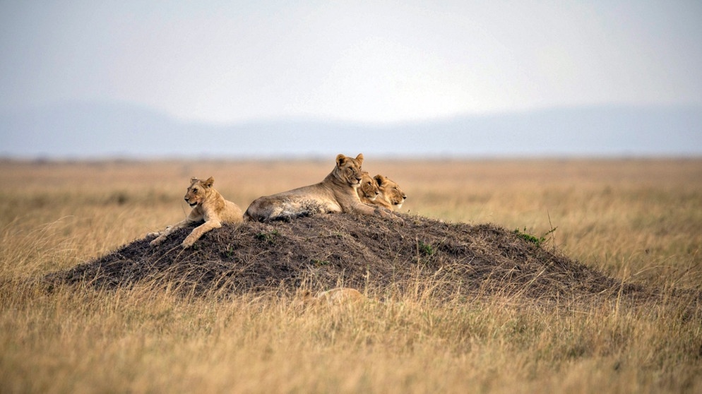 Löwenrudel im afrikanischen Kenia auf einem kleinen Hügel in der Savanne. Der Löwe ist in einigen Regionen Afrikas vom Aussterben bedroht. Insgesamt gilt das Überleben der Tierart als gefährdet. Auch der Löwe steht, wie Elefanten, Giraffen und Nahörner, auf der internationalen Roten Liste. | Bild: picture-alliance/dpa