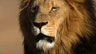 Afrikanische Löwen: Ein Löwenmännchen mit beeindruckender Mähne. Der Löwe ist in einigen Regionen Afrikas vom Aussterben bedroht. Insgesamt gilt das Überleben der Tierart als gefährdet. Auch der Löwe steht, wie Elefanten, Giraffen und Nahörner, auf der internationalen Roten Liste. | Bild: picture-alliance/dpa