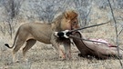 Afrikanische Löwen: Ein Löwe mit seiner Beute, einer Oryx-Antilope (Namibia). Der Löwe ist in einigen Regionen Afrikas vom Aussterben bedroht. Insgesamt gilt das Überleben der Tierart als gefährdet. Auch der Löwe steht, wie Elefanten, Giraffen und Nahörner, auf der internationalen Roten Liste. | Bild: picture-alliance/dpa
