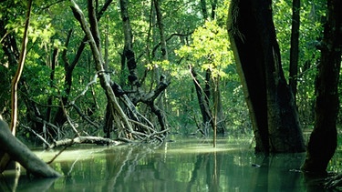  Mangroven | Bild: picture-alliance/dpa