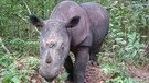 Das Java-Nashorn (Rhinoceros sondaicus) ist vom Aussterben bedroht und steht seit Jahrzehnten auf der Roten Liste gefährdeter Tierarten. | Bild: picture-alliance/dpa
