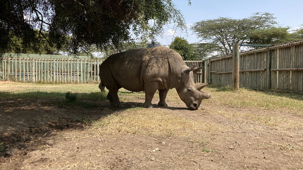 Nashorn-Opa "Sudan". Er war das letzte Männchen seiner Art und musste im März 2018 eingeschläfert werden. Jetzt gibt es nur noch zwei Weibchen des Nördlichen Breitmaulnashorns. | Bild: picture alliance / Photoshot