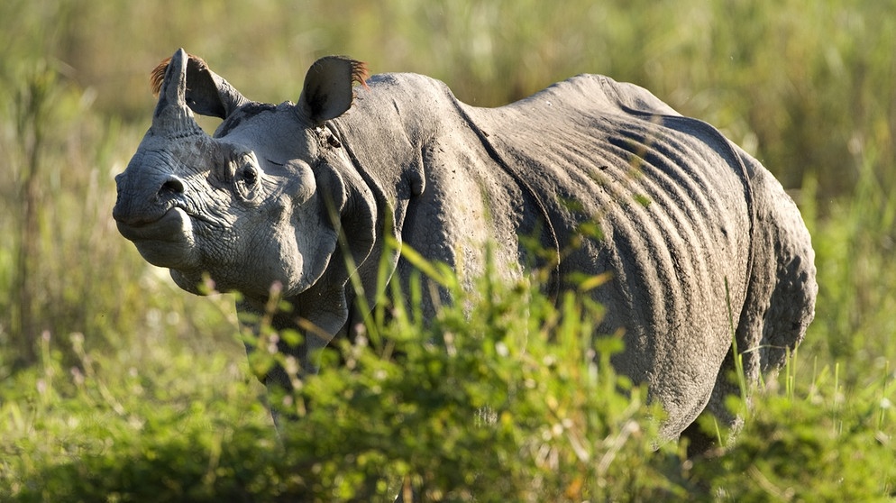 Ein Panzernashorn, auch Indisches Nashorn (Rhinoceros unicornis) genannt. | Bild: picture-alliance/dpa