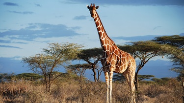 Eine Netzgiraffe in Samburu in Kenia. Giraffen stehen als "gefährdet" auf der Roten Liste.  | Bild: Julian Fennessy/CellPressNews/dpa