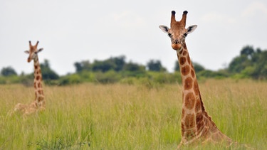 Nubische Giraffen in Murchison Falls in Uganda. Giraffen gelten seit 2016 als "gefährdet".  | Bild: Julian Fennessy/CellPressNews/dpa