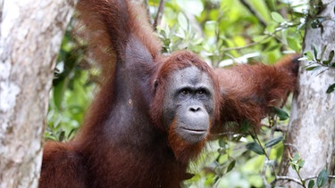 Orang-Utan in Tanjung Puting National Park in Kalimantan (Borneo). Die letzten freilebenden Orang-Utans sind in Gefahr. Der Bau von Palmölplantagen, Waldbrände und Wilderei gefährden das Überleben der Menschenaffen. Alle drei Orang-Utan-Arten stehen auf der Roten Liste und sind vom Aussterben bedroht.  | Bild: picture-alliance/dpa