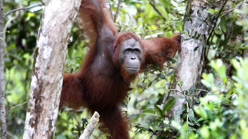Orang-Utan in Tanjung Puting National Park in Kalimantan (Borneo). Die letzten freilebenden Orang-Utans sind in Gefahr. Der Bau von Palmölplantagen, Waldbrände und Wilderei gefährden das Überleben der Menschenaffen. Alle drei Orang-Utan-Arten stehen auf der Roten Liste und sind vom Aussterben bedroht.  | Bild: picture-alliance/dpa