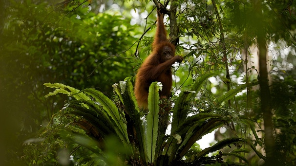 Menschenaffe in Indonesien: Borneo-Orang-Utan (Pongo pygmaeus) | Bild: Naturepl.com/Tim Laman/WWF