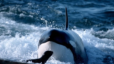 Schwertwal (auch: Orca, Orcinus orca). Schwertwale haben im Bereich der Halbinsel Valdez gelernt, Robben auf dem Land anzugreifen.  | Bild: picture-alliance/dpa