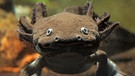 Axolotl | Bild: picture-alliance/dpa
