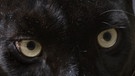 Auch der Panther ist ein Leopard, nur sein Fell ist völlig schwarz | Bild: colourbox.com