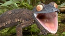 Plattschwanzgecko (Uroplatus). 14 verschiedene Arten der Gattung Plattschwanzgecko gibt es - und alle sind in Madagaskar beheimatet. Etliche davon sind gefährdet und stehen auf der Roten Liste. | Bild: picture-alliance/dpa