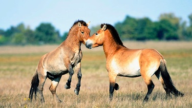 Przewalski-Pferde (Equus ferus przewalskii), auch Asiatische oder Mongolische Wildpferde genannt, leben nicht mehr wild, sondern nur noch in menschlicher Obhut. Wiederauswilderungsprojekte versuchen, das Wildpferd wieder in freier Natur zu etablieren. | Bild: picture-alliance/dpa