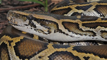 Der Dunkle Tigerpython (Python molurus bivittatus) ist gefährdet, weil Haut und Fleisch der Schlange in China begehrt sind. | Bild: picture-alliance/dpa