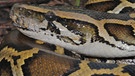 Der Dunkle Tigerpython (Python molurus bivittatus) ist gefährdet, weil Haut und Fleisch der Schlange in China begehrt sind. | Bild: picture-alliance/dpa