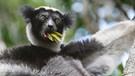 Der Indri (Indri indri) ist die größte Lemurenart auf Madagaskar und steht ebenfalls auf der Roten Liste der IUCN | Bild: Nick Garbutt/IUCN/picture-alliance/dpa