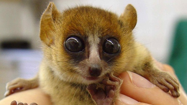 Der Mausmaki (Microcebus; hier ein Goodman-Mausmaki oder Microcebus lehilahytsara), eine Lemurenart, steht als bedrohte Tierart auf der Roten Liste der IUCN | Bild: picture-alliance/dpa