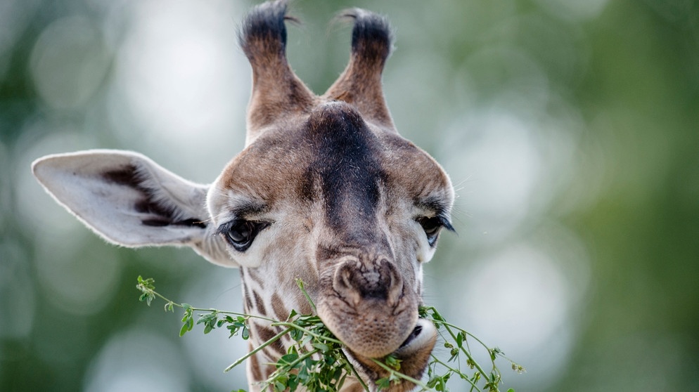 Rothschild-Giraffe im Zoo | Bild: picture-alliance/dpa