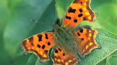 Schmetterling namens C-Falter | Bild: picture-alliance/dpa