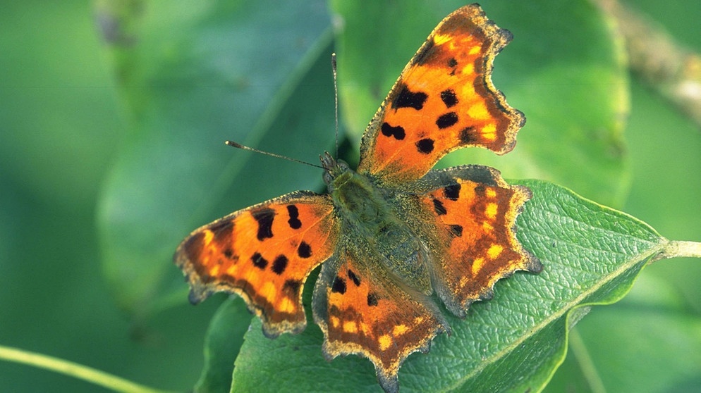 Schmetterling namens C-Falter | Bild: picture-alliance/dpa