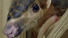 Bedrohte Tierart auf der Roten Liste: Chinesisches Schuppentier (auch: Tannenzapfentier oder Pangolin): Ohrenschuppentier (Manis pentadactyla) | Bild: picture-alliance/dpa