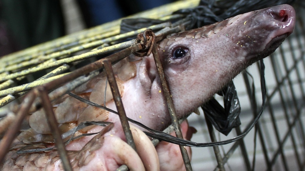 Bedrohte Tierart auf der Roten Liste: Schuppentier (Pangolin): Manis javanica gefangen im Käfig. Das Schuppentier wird auch Tannenzapfentier oder Pangolin genannt. | Bild: picture alliance/ZUMA Press