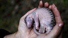 Bedrohte Tierart auf der Roten Liste: Baby-Schuppentier. Das Schuppentier wird auch Tannenzapfentier oder Pangolin genannt. | Bild: picture alliance / AP Photo