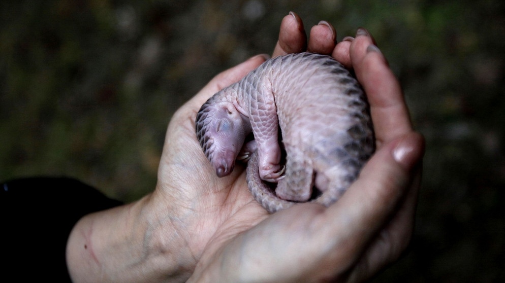 Bedrohte Tierart auf der Roten Liste: Baby-Schuppentier. Das Schuppentier wird auch Tannenzapfentier oder Pangolin genannt. | Bild: picture alliance / AP Photo