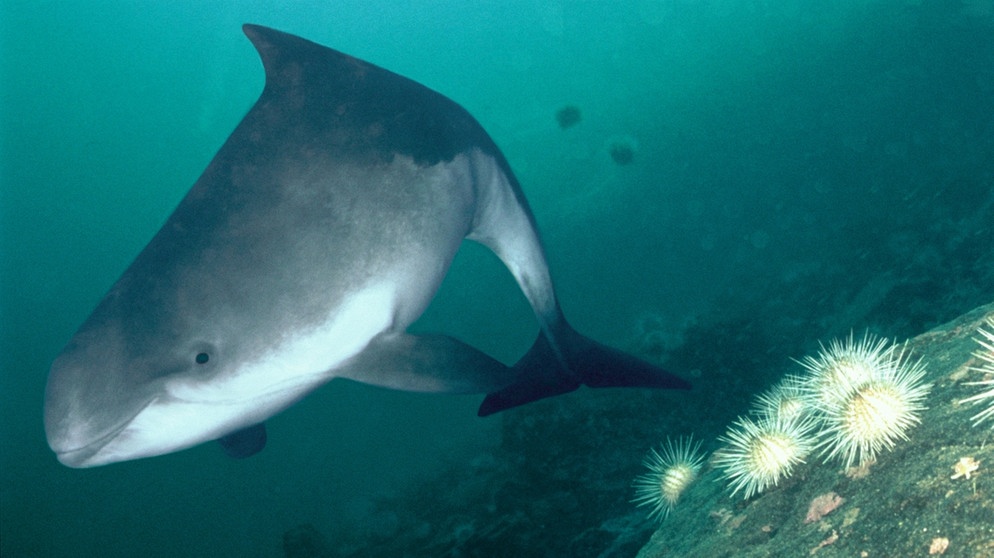 Kalifornischer Schweinswal, Vaquita. Von dieser Walart gibt es nur noch wenige Exemplare. Die Tierart ist vom Aussterben bedroht und steht daher auf der Roten Liste. | Bild: Naturepl.Com/Florian Graner/WWF/APA/dpa