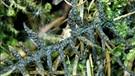 Die Jochalge Serritaenia, Alge des Jahres 2023, hier im Bild mit schwärzlichen Verkrustungen auf einer Moospflanze. | Bild: Dr. Sebastian Hess/ Deutsche Botanische Gesellschaft
