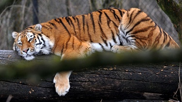 Ein sibirischer Tiger liegt auf einem Baumstamm | Bild: picture-alliance/dpa