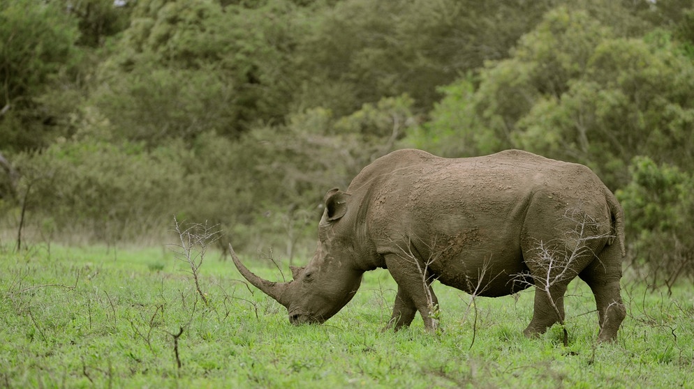 Das Spitzmaulnashorn (Diceros bicornis) wurde unerbittlich gejagt, bis nur noch ein paar Tausend Tiere übrig waren. Es ist nach wie vor vom Aussterben bedroht, doch die Bestände dieser Rhinozeros-Art erholen sich langsam. | Bild: picture-alliance/dpa