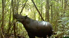 Sumatra-Nashorn | Bild: picture-alliance/dpa