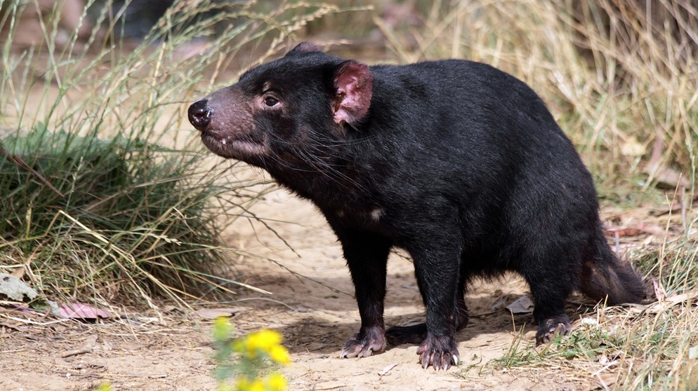 Den tasmanischen Teufel gibt es eigentlich nur auf der Insel Tasmanien. 2020 wurden erstmals 26 Tiere auf dem australischen Festland freigelassen. | Bild: picture alliance / Reinhard Koester