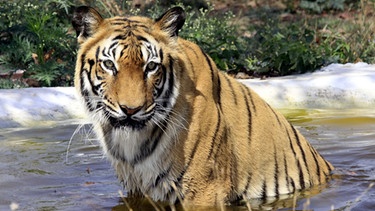 Ein Tiger in einem Teich des Nationalparks Van Vihar in Bhopal, Madhya Pradesh, Indien  | Bild: picture-alliance/dpa
