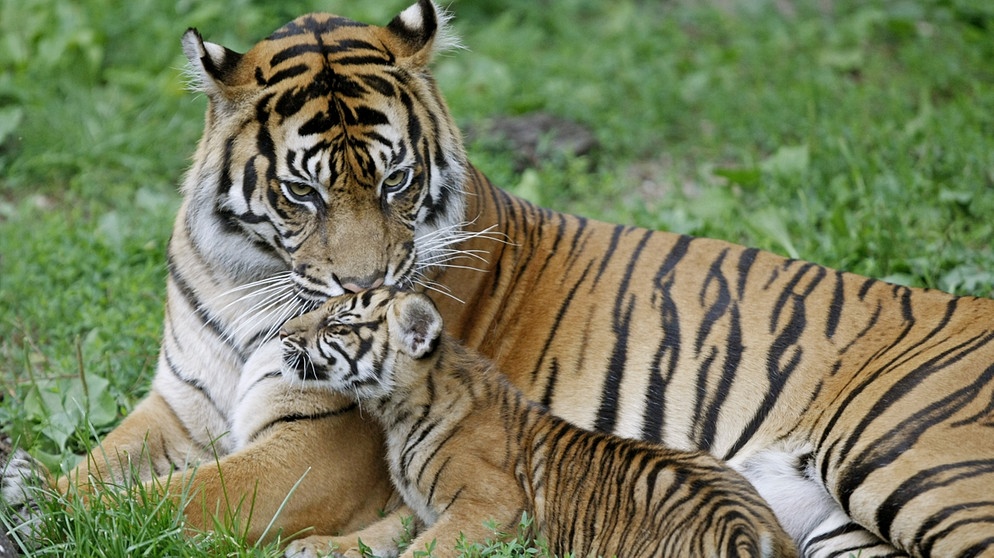 Sumatratiger, eine von sechs Tigerarten in Asien. Tiger (Panthera tigris) sind vom Aussterben bedroht. | Bild: picture-alliance/dpa