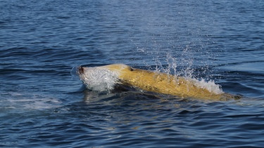 Neuer Wal-Tauchrekord eines Cuvier-Schnabelwals: fast drei Kilometer tief und zwei Stunden lang | Bild: Erin A. Falcone/Cascadia Research