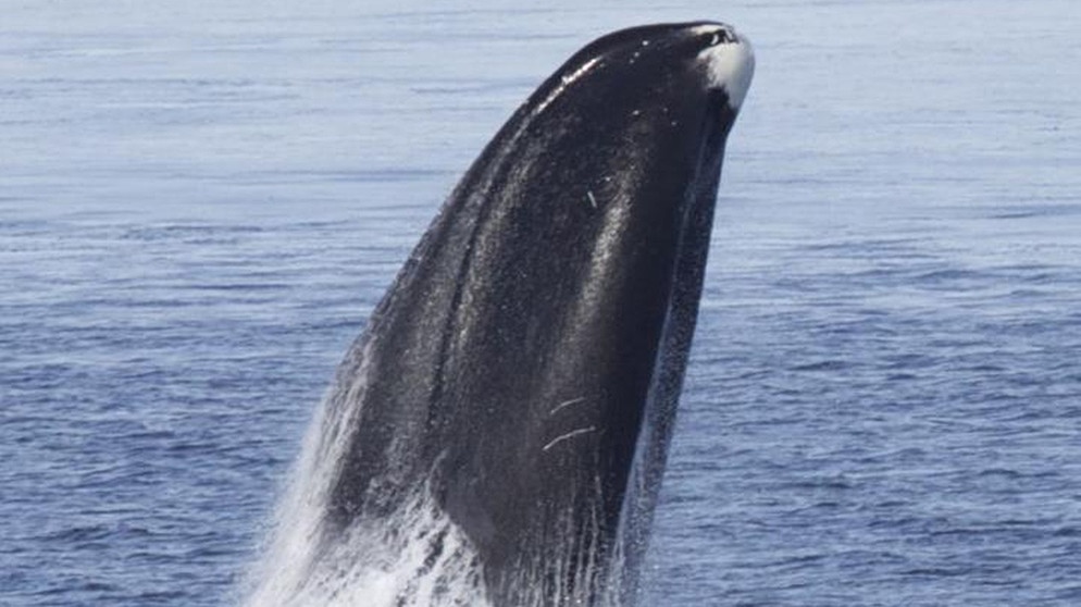 Ein aus dem Wasser ragendes Maul eines Grönlandwals | Bild: dpa-Bildfunk