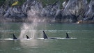 Hier zeigt sich eine Schule Orcas (Großer Schwertwal, Orcinus orca) in der Aialik Bay im Kenai Fjords National Park. | Bild: picture-alliance/dpa / Thomas Härtrich