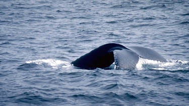 Die Schwanzflosse eines Atlantischen Nordkapers ragt aus dem Meer vor Maine in den USA. | Bild: picture-alliance/dpa